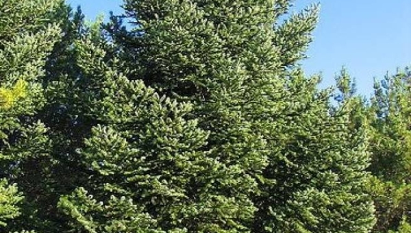 Abete bianco