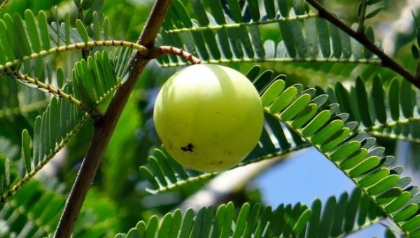 Amla, l'elisir di giovinezza