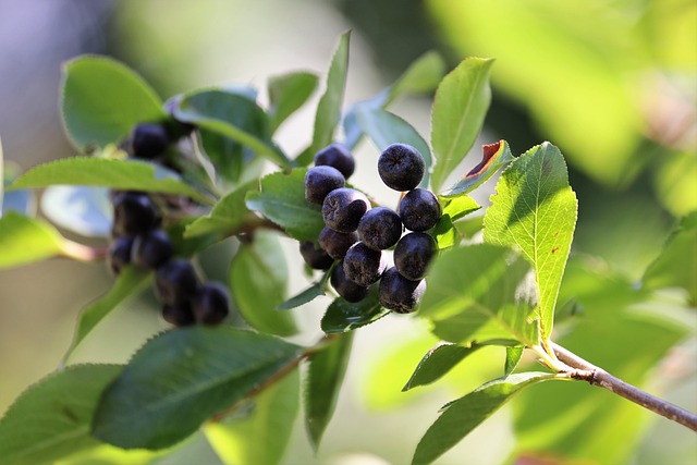 Mirto, come usarlo