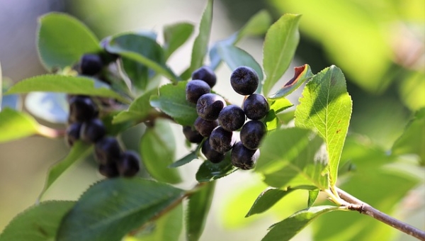 Mirto, come usarlo