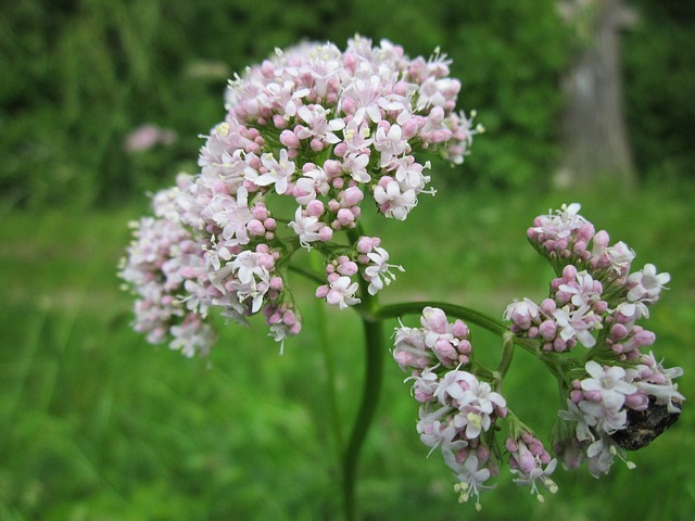 Controindicazioni della valeriana