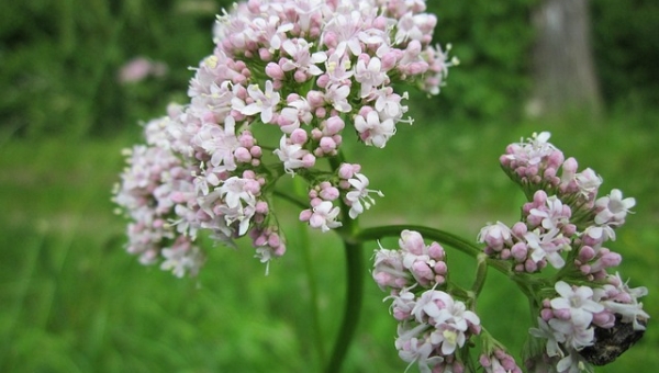 Controindicazioni della valeriana