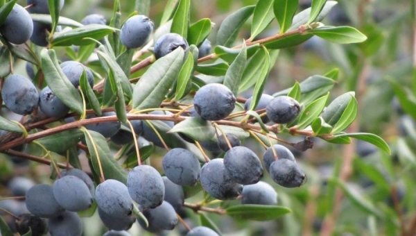 Il mirto