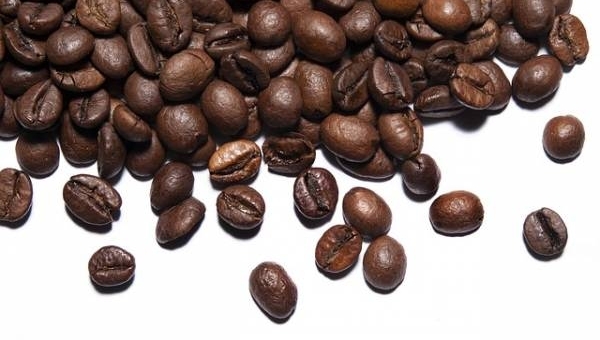La pianta del caffè