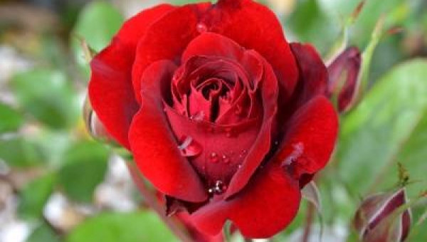 La rosa e le sue propretà