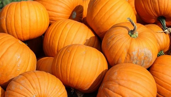La zucca