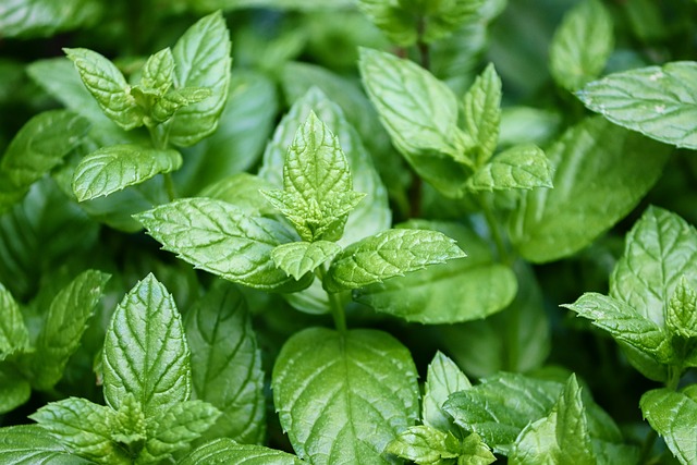 Menta Piperita