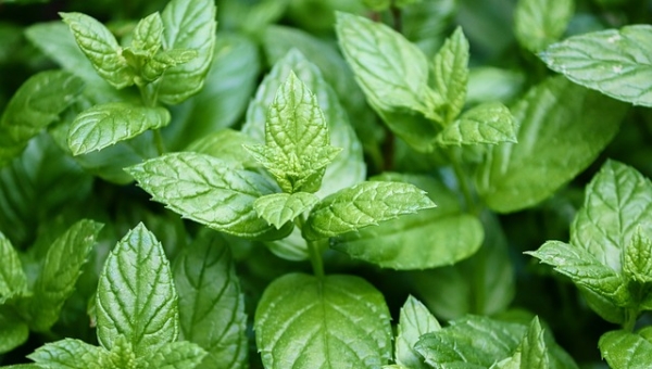 Menta Piperita