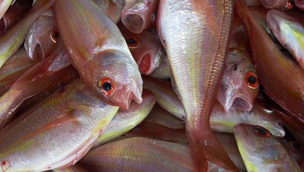 Il pesce di mare nella cucina italiana