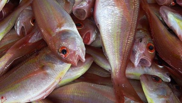 Il pesce di mare nella cucina italiana